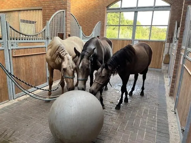 Apartament Lucky Luke's Hideaway *